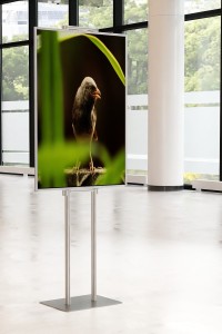 Składany stojak ekspozytor prezenter na plakat B1 707x1000mm